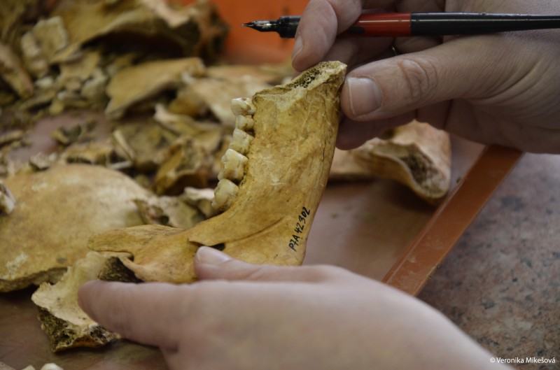 Stejně tak osteologický materiál, tedy lidské a zvířecí kosti, dostanou svůj kód, kterým se popíší.