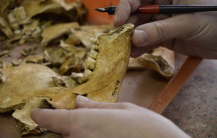 Stejně tak osteologický materiál, tedy lidské a zvířecí kosti, dostanou svůj kód, kterým se popíší.