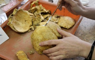 Ač jsou archeologické nálezy převážně fragmentarizované, někdy se zachová dostatek částí ke spojení.